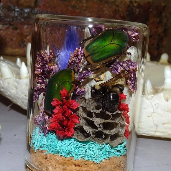 June Bug Bee Wasp Nest & Luna Moth Wing Oddity Dome curiosity taxidermy goth - Picture 11 of 13